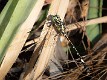 Austrogomphus amphiclitus male